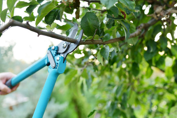 Tree Branch Trimming in Winter Garden, FL